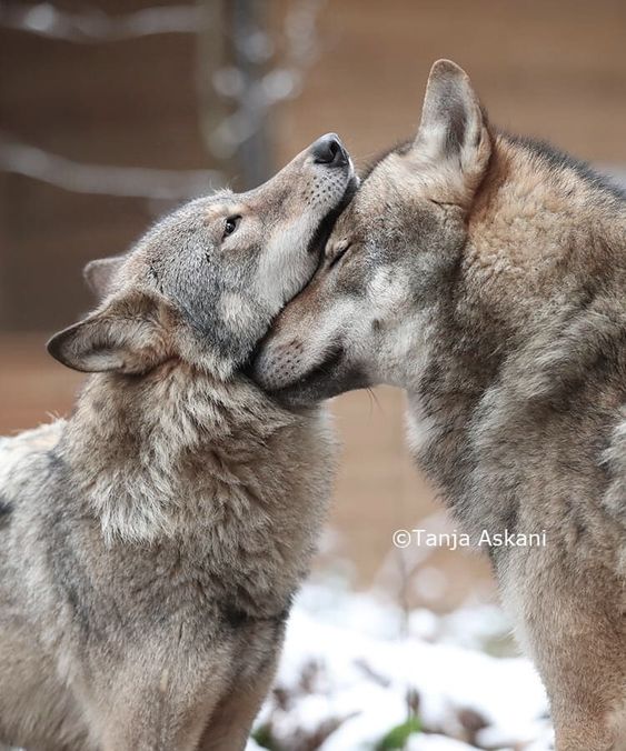 #USFWS Rescue the wolves of Wyoming with Emergency Rescue Order now. You have the power, use it for the right thing to do, Now, please. Do not let the cruel death of that young wolf for nothing.