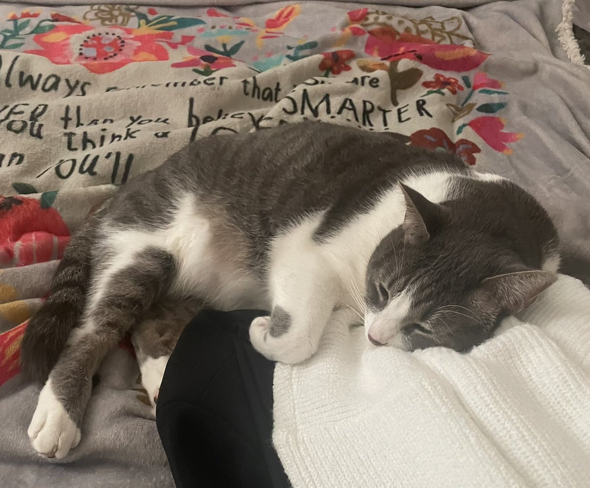 “Stay home mom” said Daisy as she lay across my “going out” clothes. #Caturday