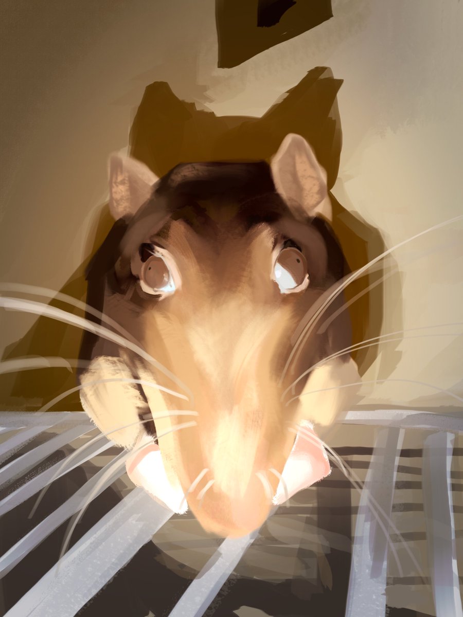 skyloftinq's tweet photo. that one rat on tiktok https://t.co/c7nuNTq6ZD