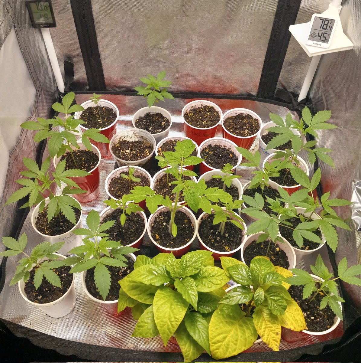 They will be ready for the garden in 2 weeks. We have 1 Dark Chocolate OG and 2 Cherry Stuffed Oreoz by @SocalSeedVault 2 MO's KO by @gasmanthegascan 2 Peanut Butter Sunset and 2 Chuttes and Ladders by @TheGreatFish4 2 Critical Citrus by @terpfrenzy and Roma and sunflowers.