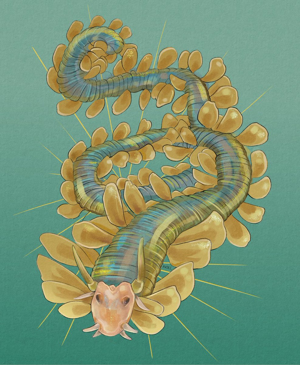 Wormification - #insertaninvert
'Long, not limbless.' I chose to do a paddleworm, specifically Phyllodoce medipapillata. I think this is the most beautiful worm I've ever seen. Look them up! #natureart #sciart