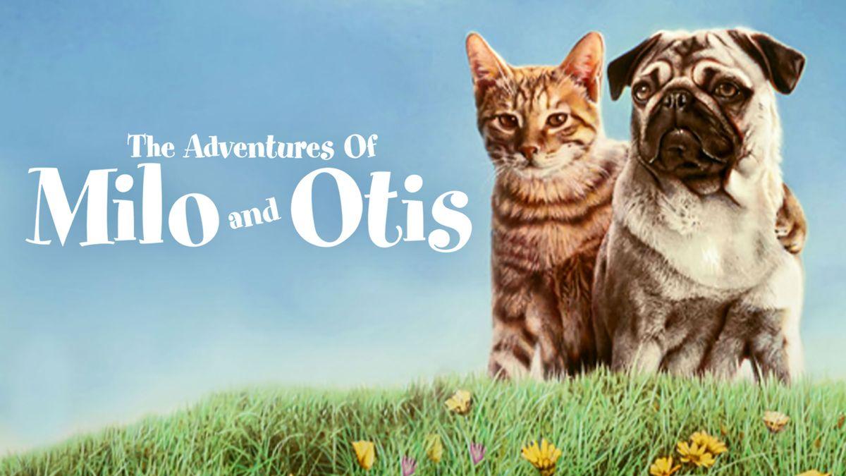 Over the years, fans of 'The Adventures of Milo and Otis' have raised questions about the safety of animals involved in the film's production — including claims that over 20 cats were killed and multiple dogs were mauled by a bear or drowned. snopes.com/fact-check/ani…