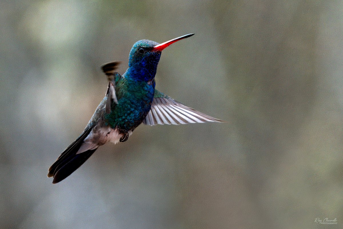 Here are a couple more Broad-billed Hummingbird photos taken recently at the Paton Center for Hummingbirds in Patagonia, Arizona. #BirdsSeenIn2024 #Birds #Birdwatching #MyBirdPic #BirdsOfTwitter #PatonCenter #Arizona