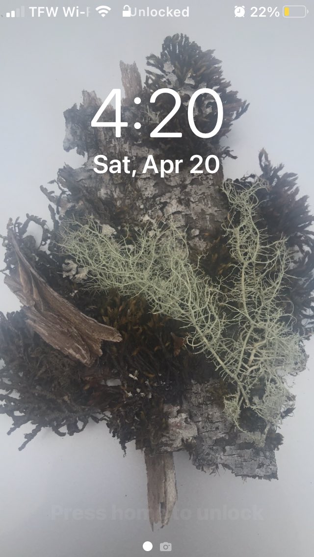 Jurassic Blueberries tweet media