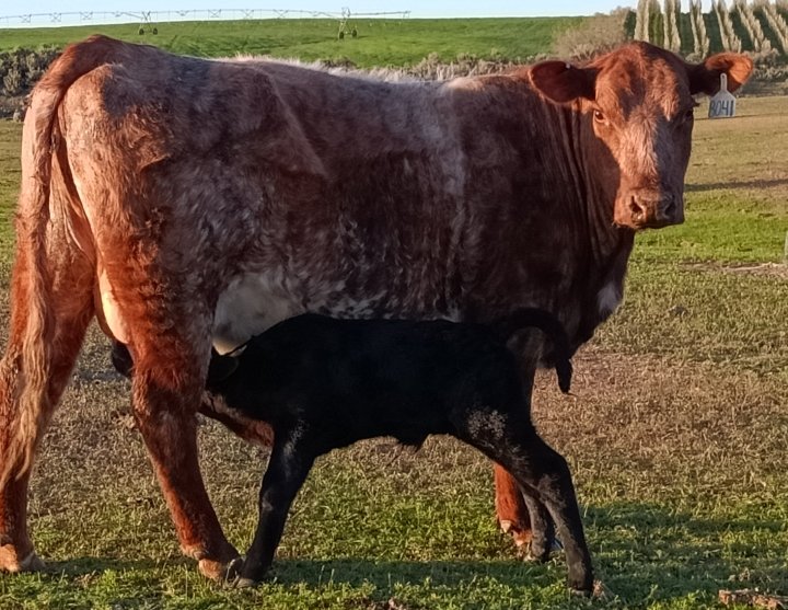Bovine Thots With Poppin Twats tweet media