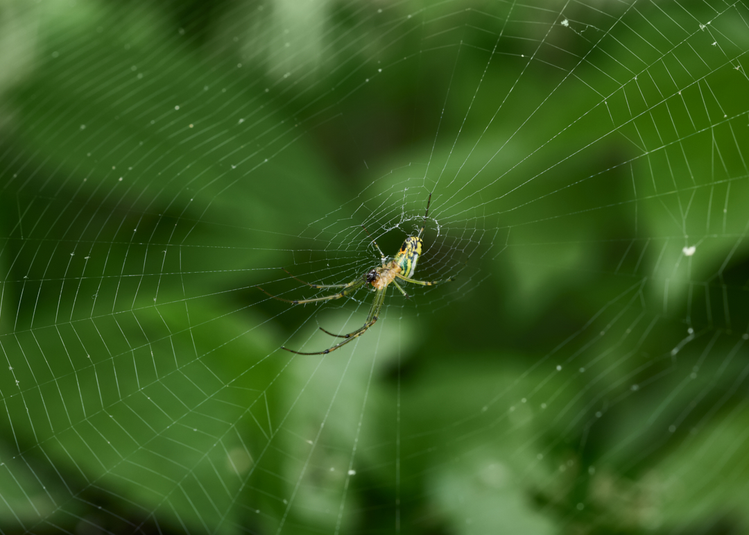 You'd think one day I could just walk by a spider and not take a photo... 
#mabelorchardorbweaver #orchardspider #spider #orbweaver #wildlifephotography #macrophotography #photography #appicoftheweek #canonfavpic #captureone