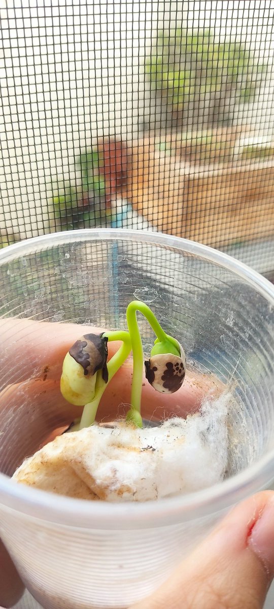 OnlyPlants tweet media