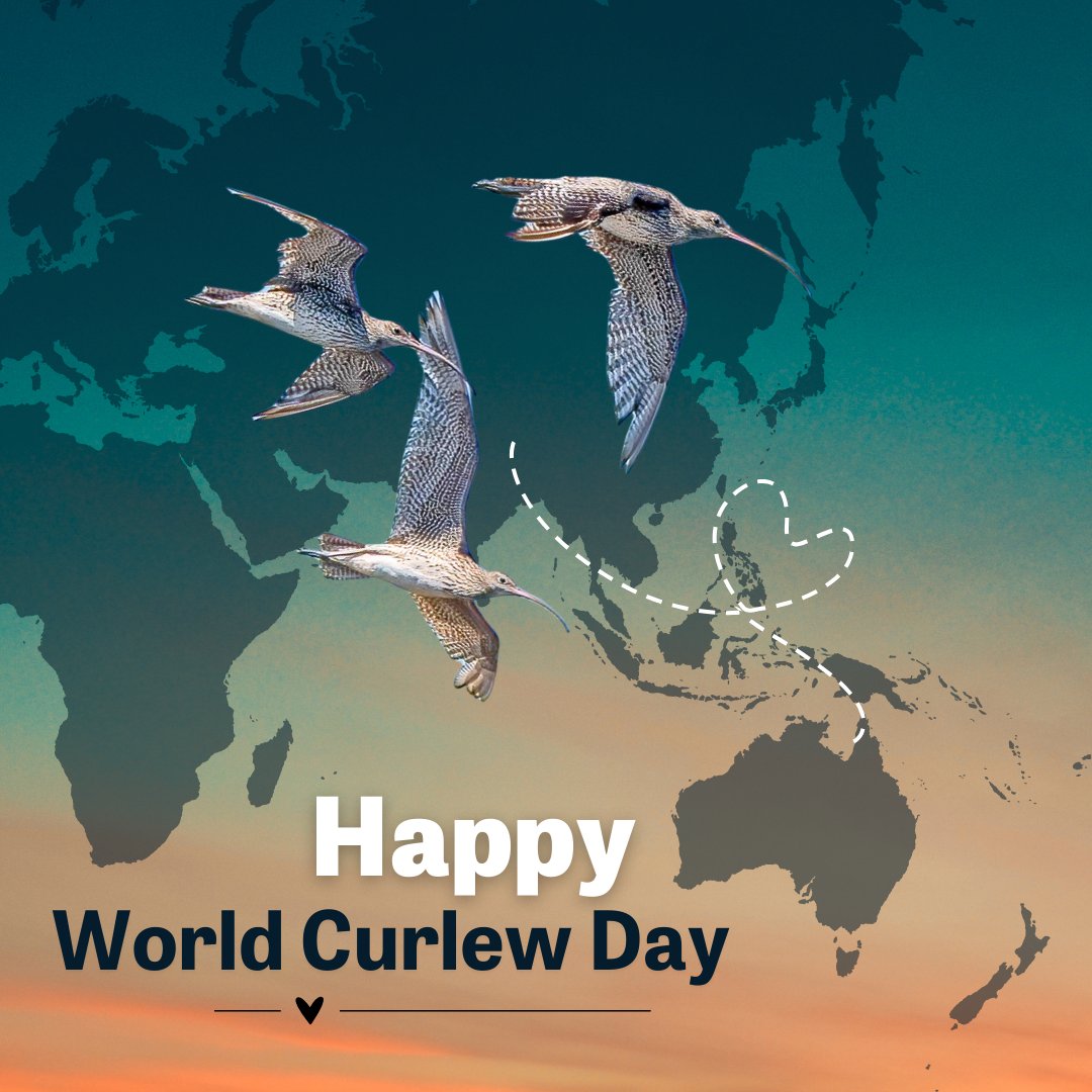 It’s an extra special #WorldCurlewDay! We are still celebrating the incredible win at Toondah Harbour, which means World Curlew Day feels more special than ever. Australia has three migratory 'true' curlew species – the Whimbrel, Little Curlew & Eastern Curlew 📸Mick Barker