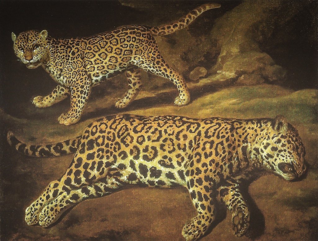 3/3 Two jaguars (one, I'm sure, just napping!), painted in 1639 by Jacob Gerritsz. Cuyp of Dordrecht, whose day was today.