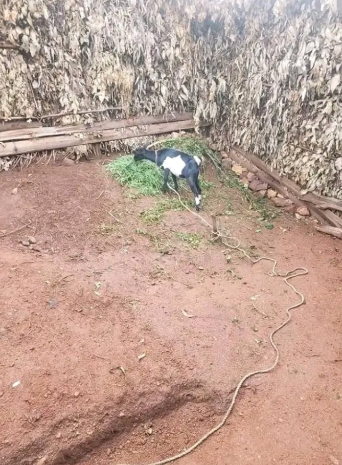 Thank you for the aidrops i was able to purchase this goat and small plot of land