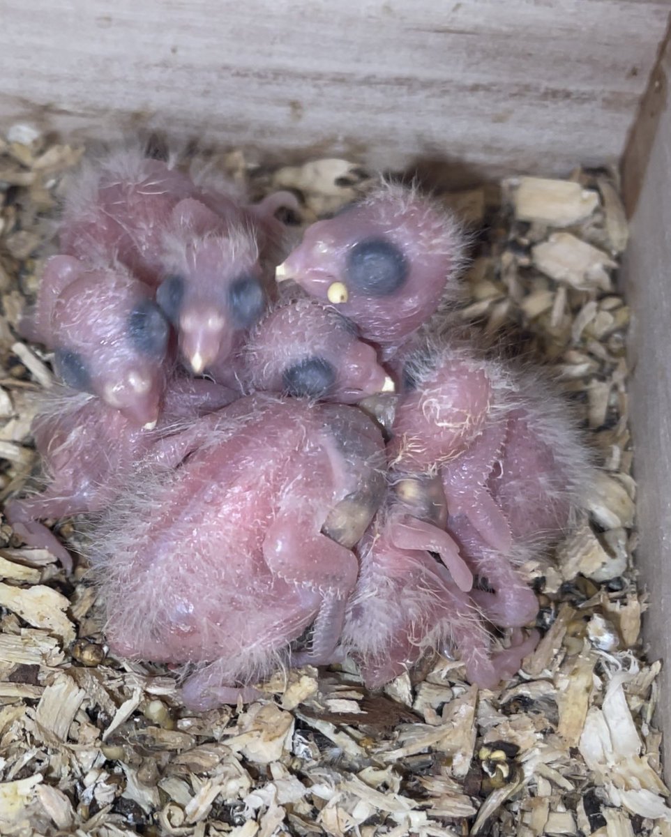 Tracy_Maloney2's tweet photo. Bird people::: We have 6 baby Parrotlets in the nest!
Mom is American yellow, dad is blue.
What color will the babies be?
💛💙 #parrotlet #parrots #parrotlets #birds https://t.co/OmAsZWAXXA