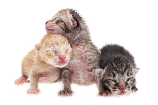 Snaptubeapk4's tweet photo. orphan cats 
#notcoin #part3 #CatsLover 
https://t.co/oUzA5kfOG1 https://t.co/XWJyE72rXG