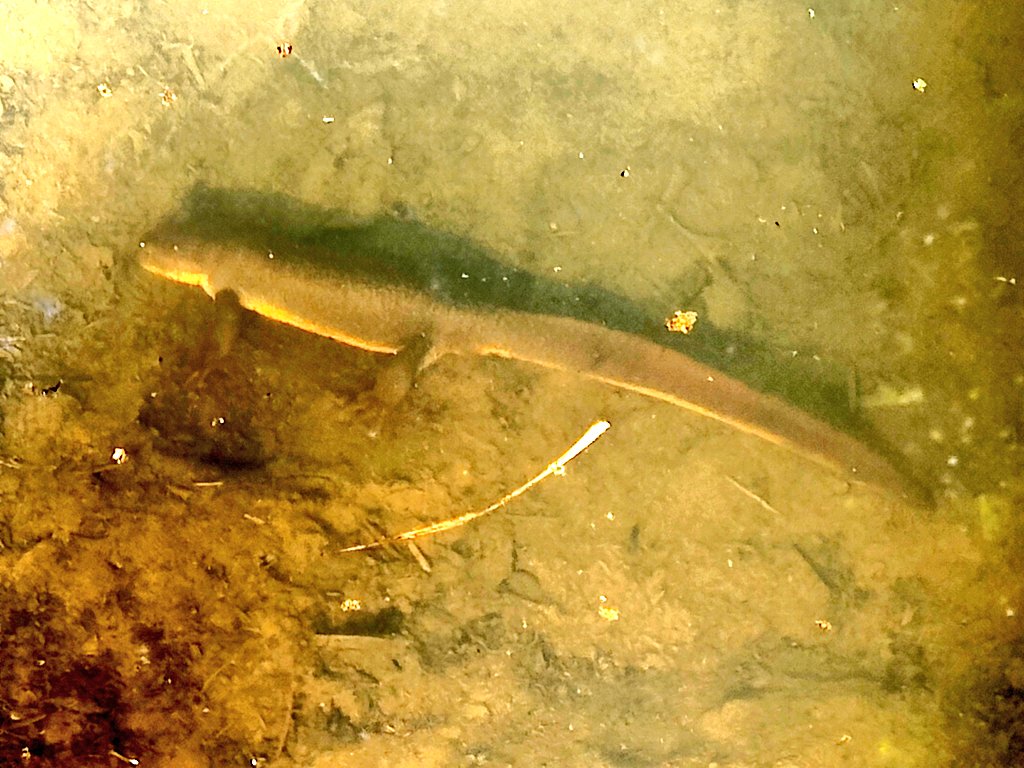 Kat Scott 🐀 tweet media