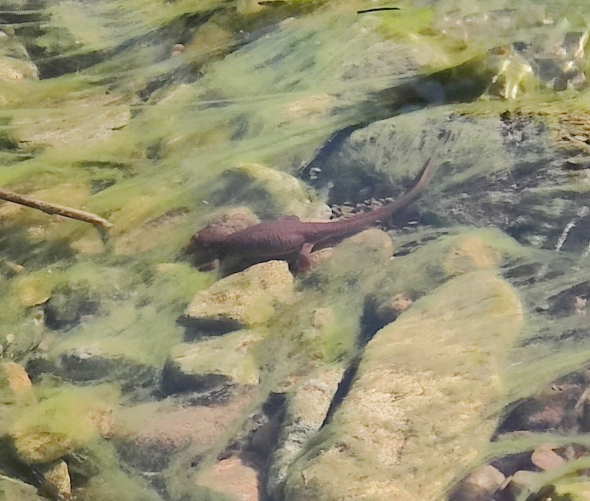 Kat Scott 🐀 tweet media