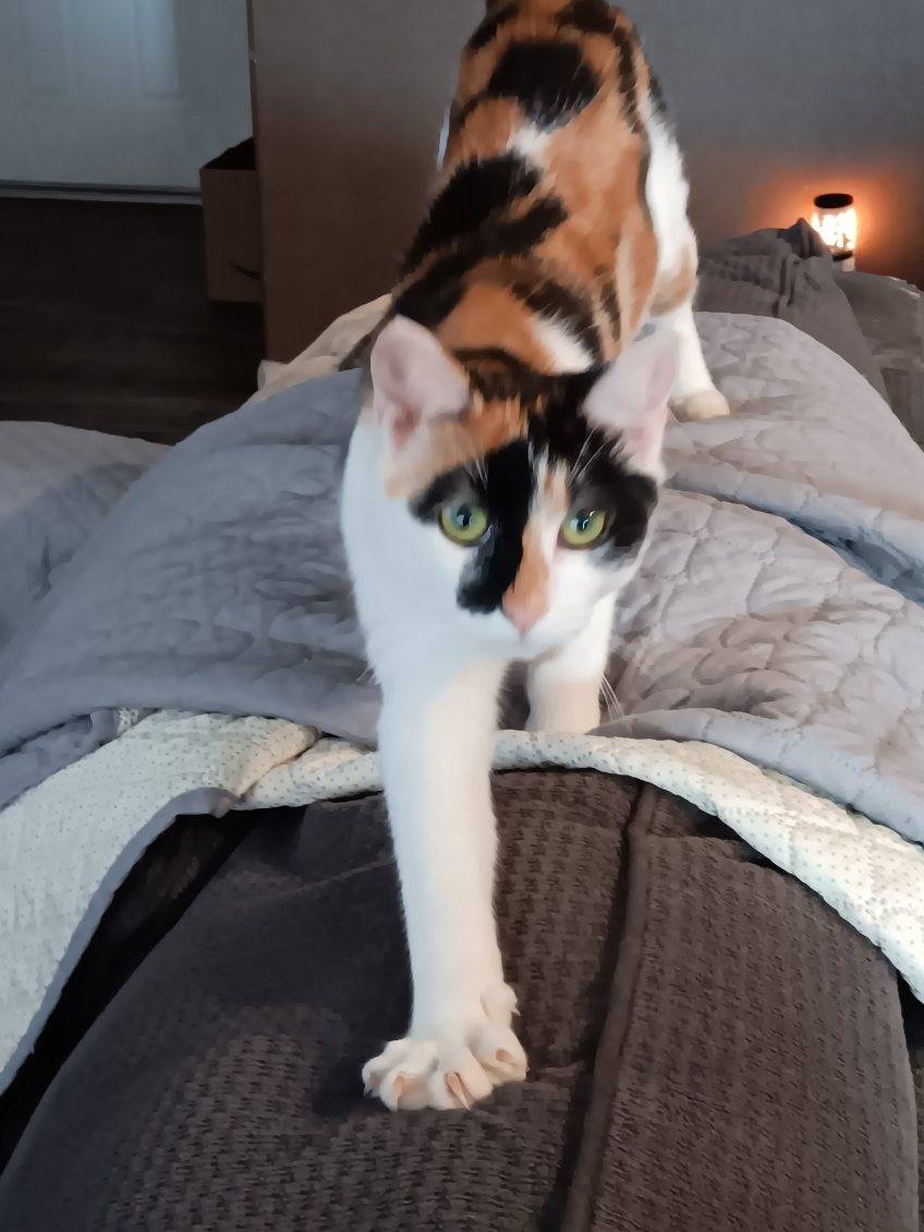 #Fresno, CA: CHINTU (CP) is an adorable #calico girl! She's good with other cats & would be fine with older children. Chintu was born in approx Sept 2023. Transport may be available to adopters within 4 hours of the Fresno area... adoptrescuecatsinca.com #RehomeHour #US #cats