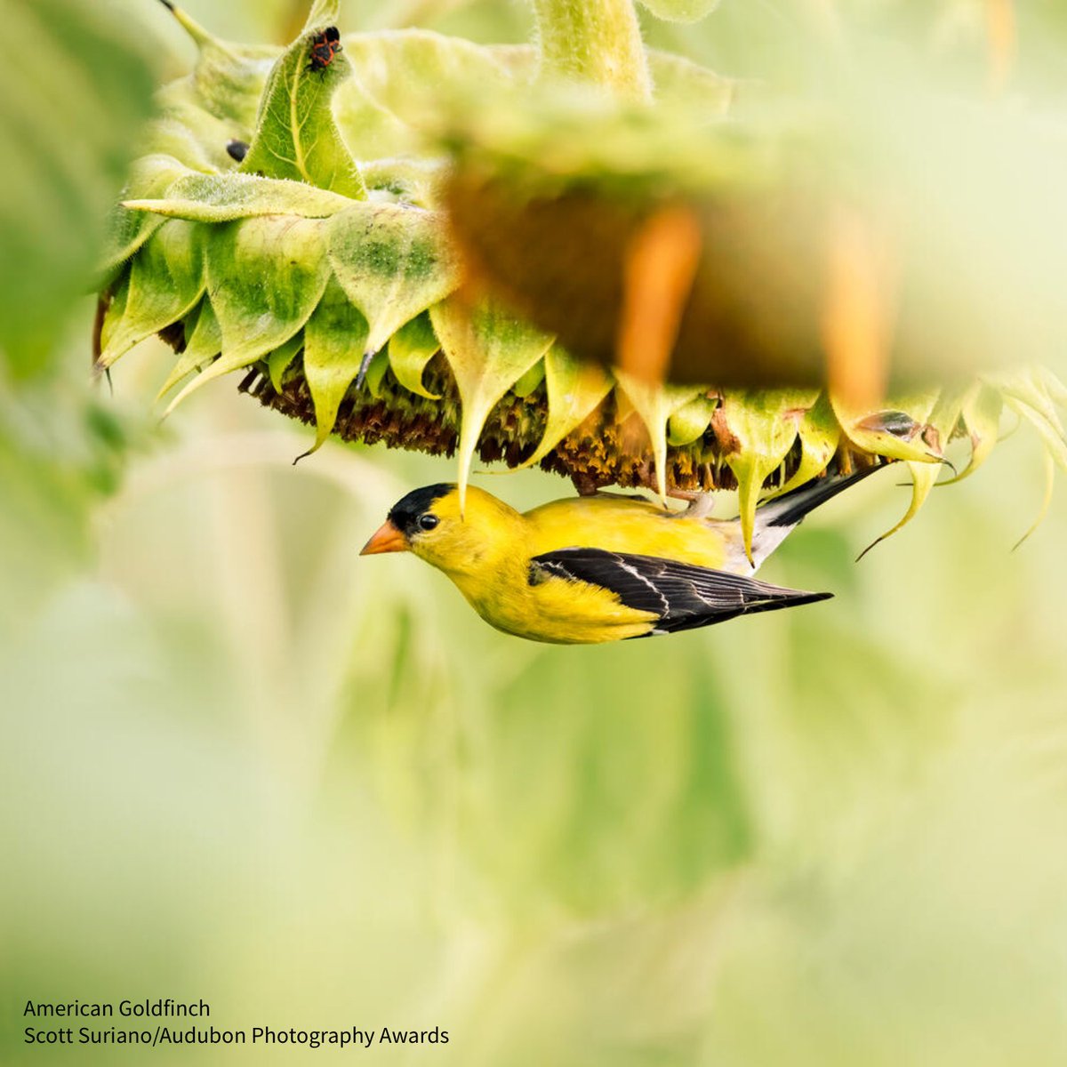 Familiar birds—like the American Goldfinch—could become seasonal rarities if we don’t #ActOnClimate. Urge your US Representative to take bold action to ensure a cleaner future and co-sponsor the bipartisan Clean Electricity & Transmission Acceleration Act: bit.ly/3JrUBOw