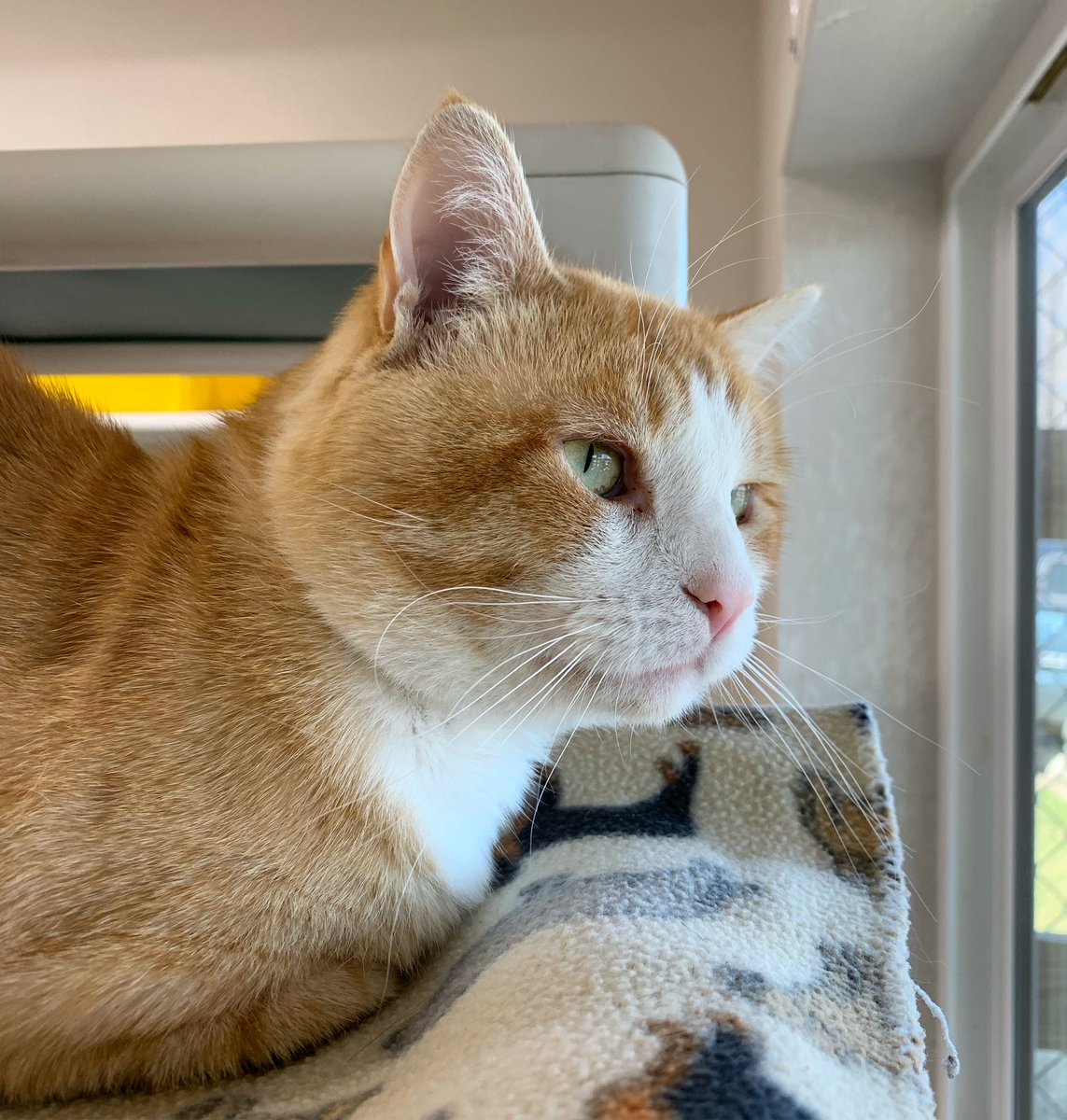 Does your window have what it takes to be Monroe-worthy? One way to find out!

cdhs.net #caturday #sheltercat #adoptdontshop #cats #catsoftwitter