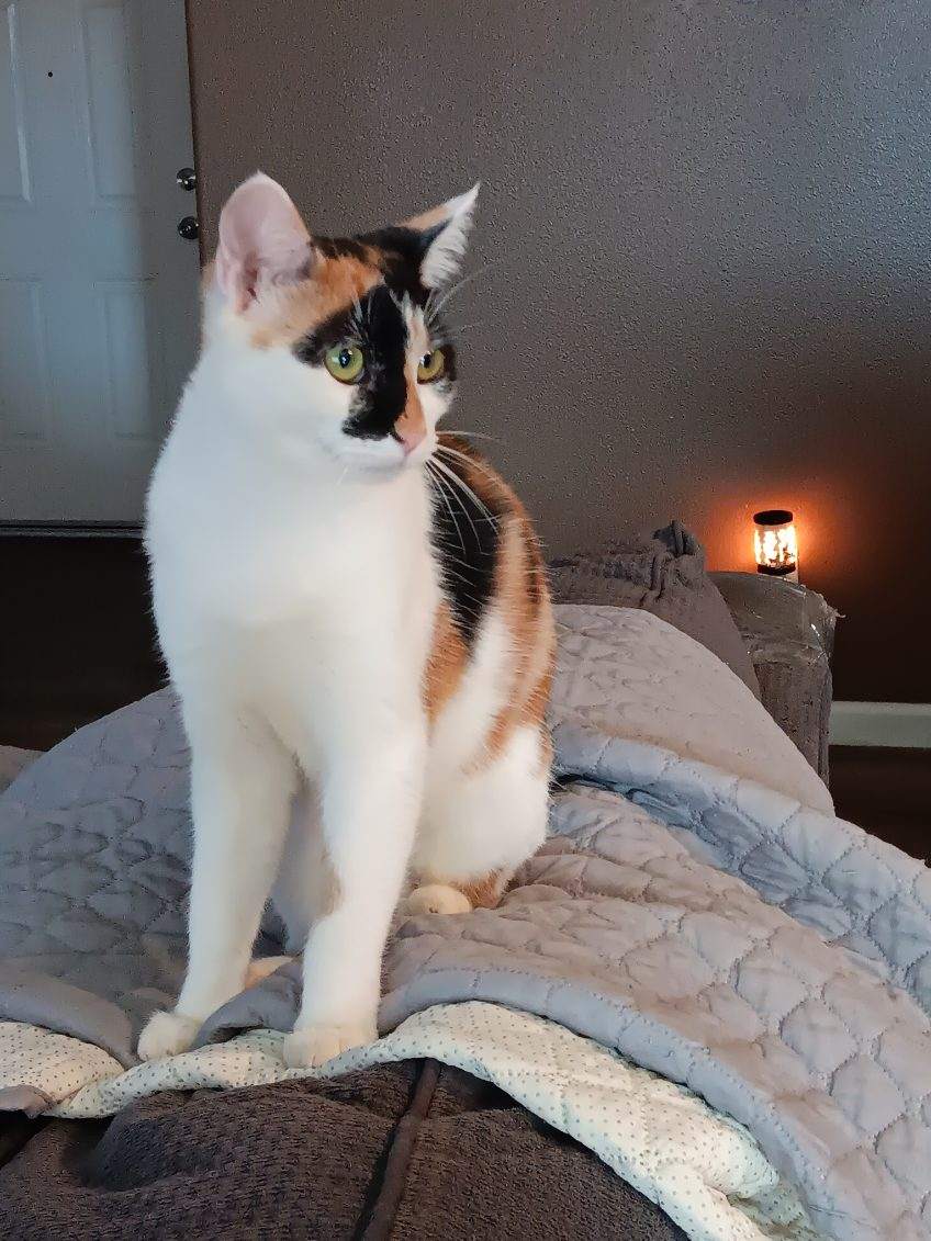 #Fresno, CA: CHINTU (CP) is an adorable #calico girl! She's good with other cats & would be fine with older children. Chintu was born in approximately Sept 2023. Transport may be available to adopters within 4 hours of the Fresno area... adoptrescuecatsinca.com #adopt #Cali #cats
