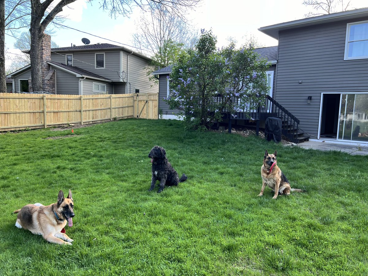 cubical's tweet photo. 1043 mi later #columbus #ohio
#superpups https://t.co/nETlMv8sao