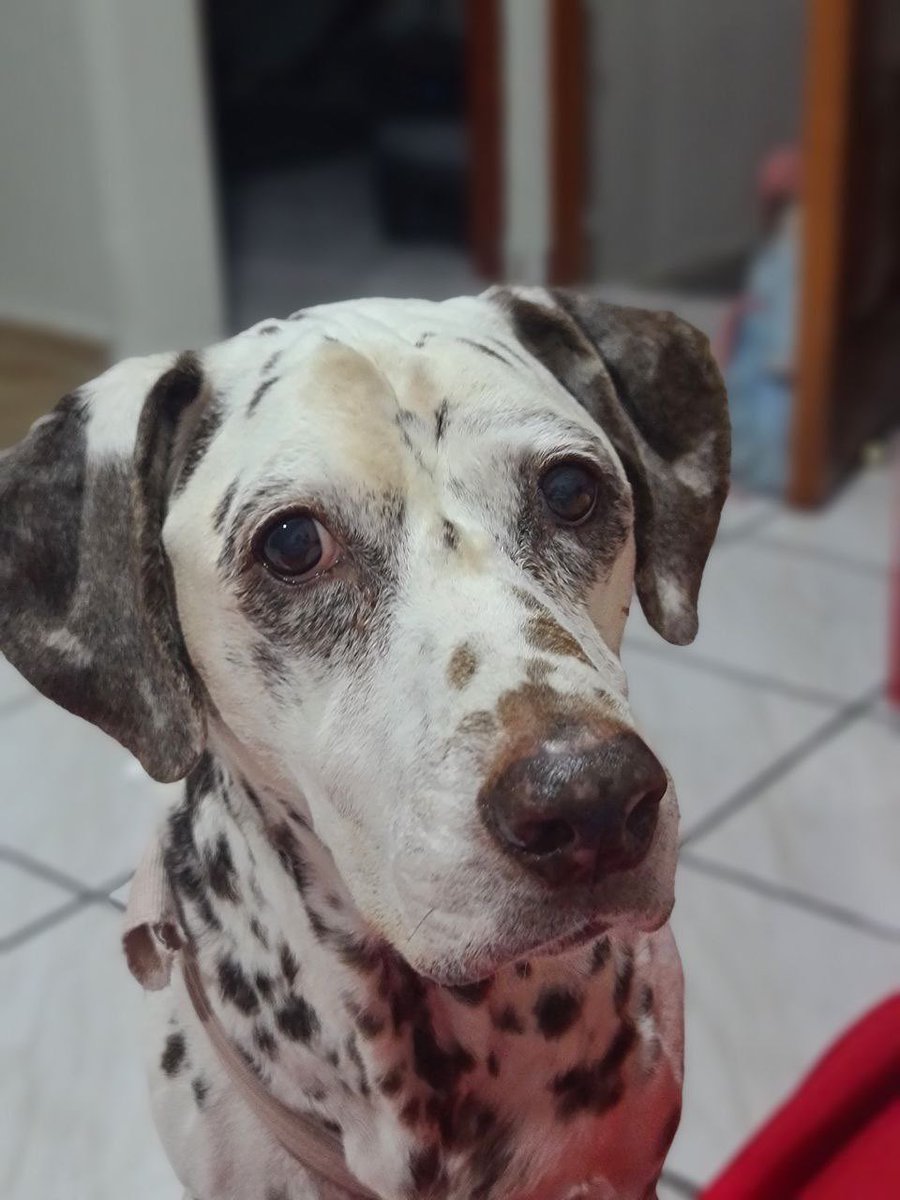 kittydance0786's tweet photo. @DiloConPerritos @Carlitaguev Mi Hannah ya con 13 años. 🥰🥰 es una abuelita hermosa!!!! https://t.co/fvNAfUnbkj
