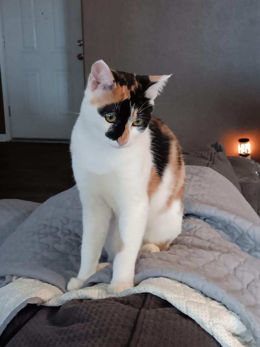 #Fresno, CA: CHINTU (CP) is an adorable #calico girl! She's good with other cats & would be fine with older children. Chintu was born in approx Sept 2023. Transport may be available to adopters within 4 hours of the Fresno area... adoptrescuecatsinca.com
#RehomeHour #US #cats