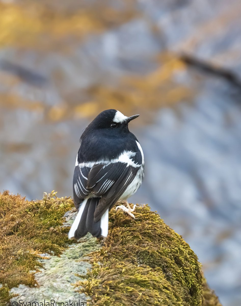 #indiaves #ThePhotoHour #BirdsOfTwitter #TwitterNatureCommunity #wildplanet #wildlife #BBCWildlifePOTD  #BirdsSeenIn2024 #NatureIn_Focus #birdtwitter #birds #natgeoindia Little Forktail