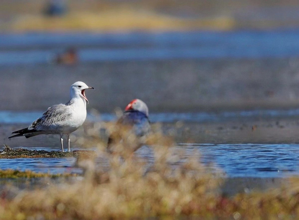 Lively_Emily_'s tweet photo. π¦ππ¦
I like to capture the moment of seagulls and record them flying freely. The gulls in the camera display endless grace and agility, their posture and expression are so charming. π₯°π€
#Photography #lens #Color #shootingAngle #Seagulls https://t.co/dF0OfuwOnP