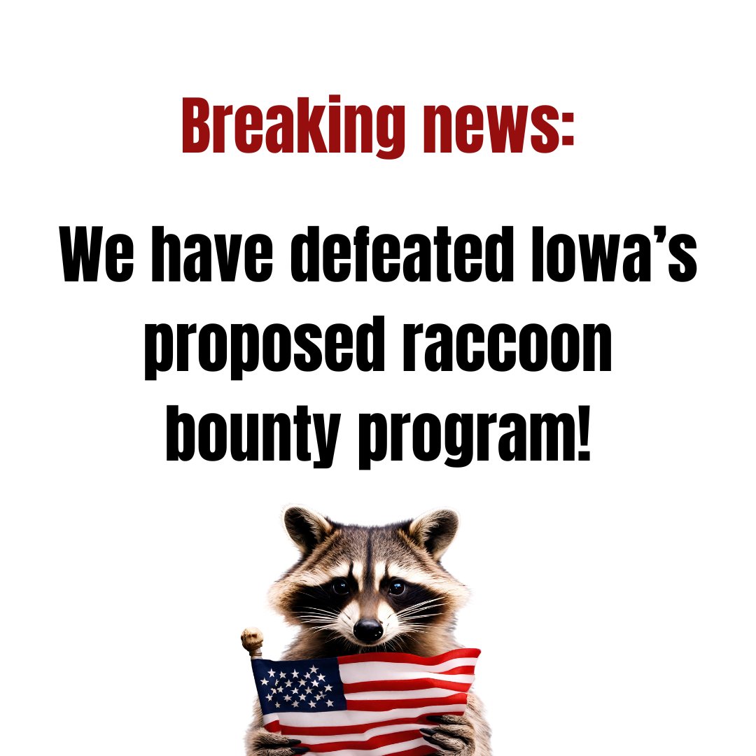 Thanks to the thousands of Iowans who spoke up against it, a proposed raccoon bounty has officially been defeated in the #ialegis.

This proposal would cost Iowa taxpayers at least $860,000 annually and would result in the gruesome and senseless death of countless wild animals.