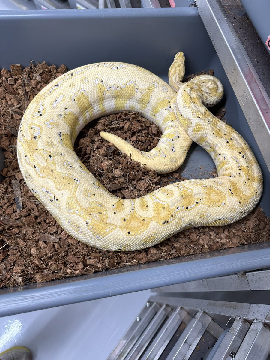 Massive ovulation from our Hurricane Leo SN CG het Clown 🙌