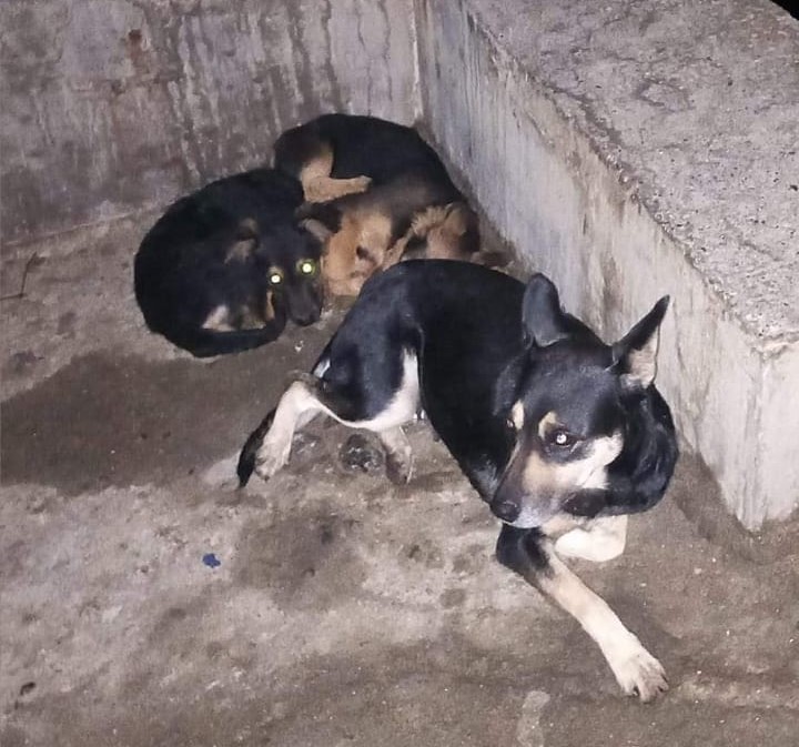 Esta perrita está abandonada hace una semana en la playa Torpederas, Valparaíso, junto a sus dos hijitos. Favor RT por si alguien los reconoce, desea ayudarlos con comida o agua o, idealmente, quisiera adoptarlos.
#Valparaíso