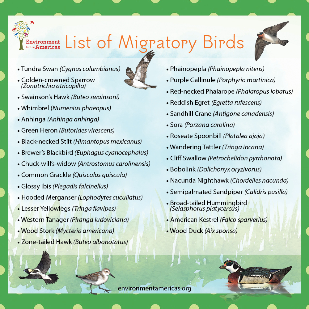 enviroamericas's tweet photo. Join us for the second annual Migratory Art Challenge #ProtectInsects #ProtectBirds
To participate in the Migratory May Art Challenge, tag your work with @migratorymay to be entered. For additional exposure across various channels, use #protectinsectsprotectbirds #WMBD2024 https://t.co/2ivsQO9qfH
