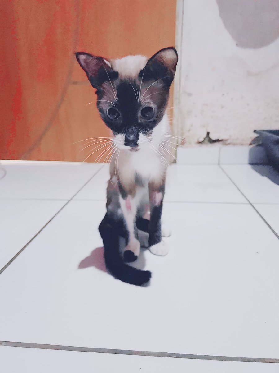 di_abrigo_davi's tweet photo. Oi, amigos! Sou a Molly! Vim agradecer por tanto carinho comigo!
No dia que fui para  clínica foram feitos exames e estou com problema no pâncreas. Na recepção da clínica estávamos em uma situação difícil. Um titio doou os meus medicamentos. Agora falta pagar os exames que 
+ https://t.co/sVkupq65YR