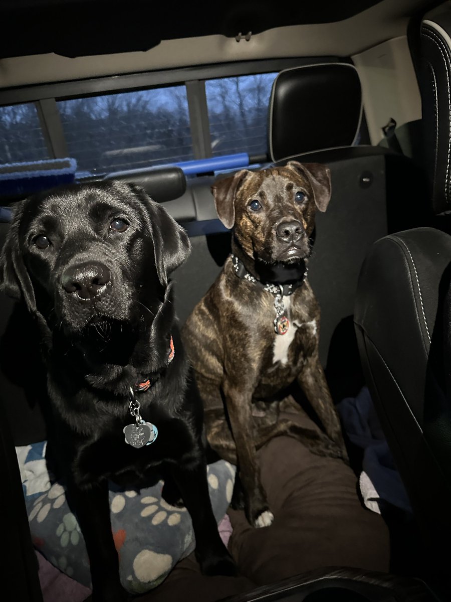 Saturday night at the movies! We’re at the drive-in watching the new Ghostbusters movie with the pawrents.🍿👻♥️ #rileyandwillow #movienight #dogsoftwitter #dogsofx #Saturdaynight