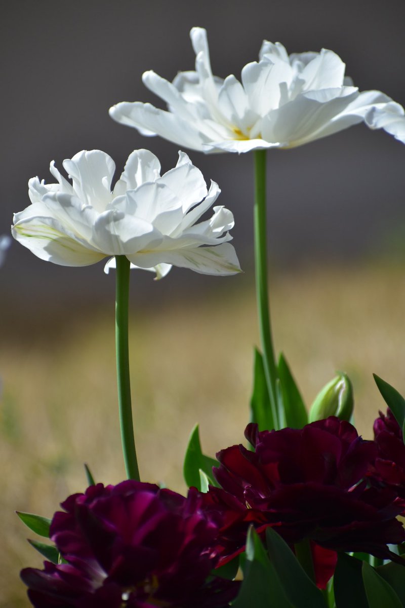 おはようございます☕️~ஐ*°🍀
4投稿前の白いチューリップの花が開き
続けたらこんなになりました！
ぱっと見チューリップじゃないみたい😮🌷
Enjoy your day
#チューリップ
#GardeningTwitter 
#GardeningX 
#TLを花でいっぱいしよう 
#私とニコンで見た世界