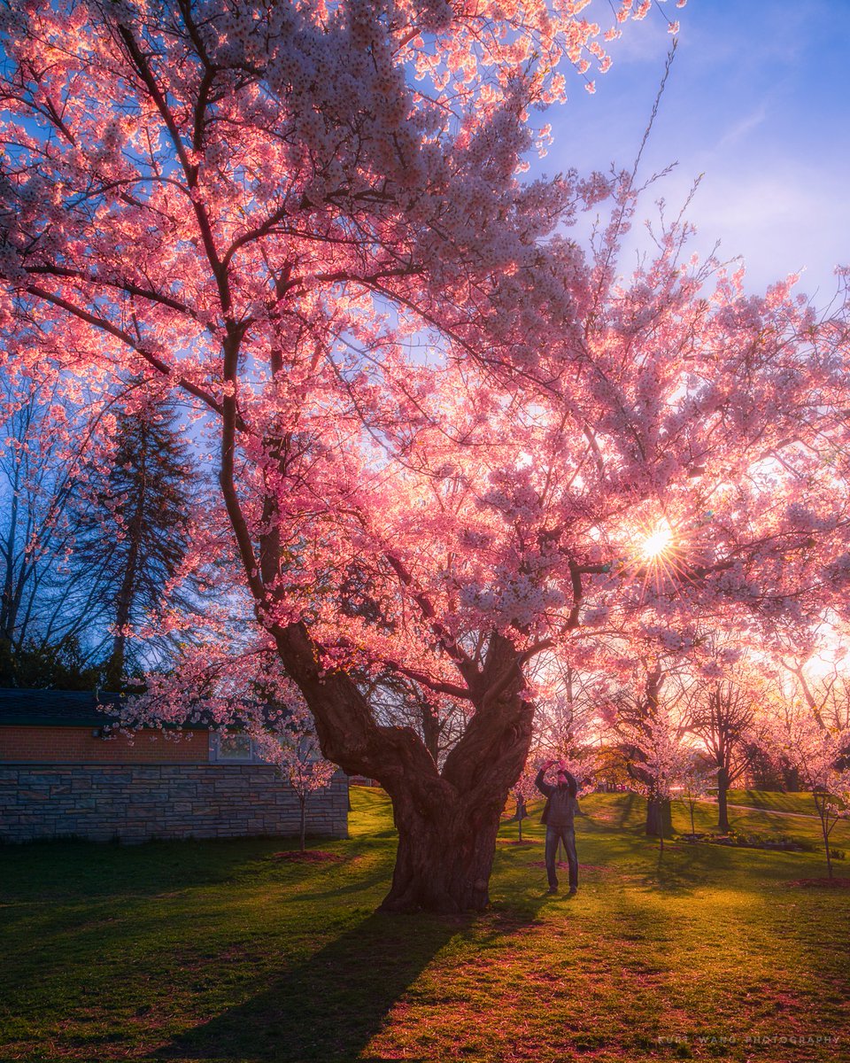 Time to admire cherry blossom 🌸