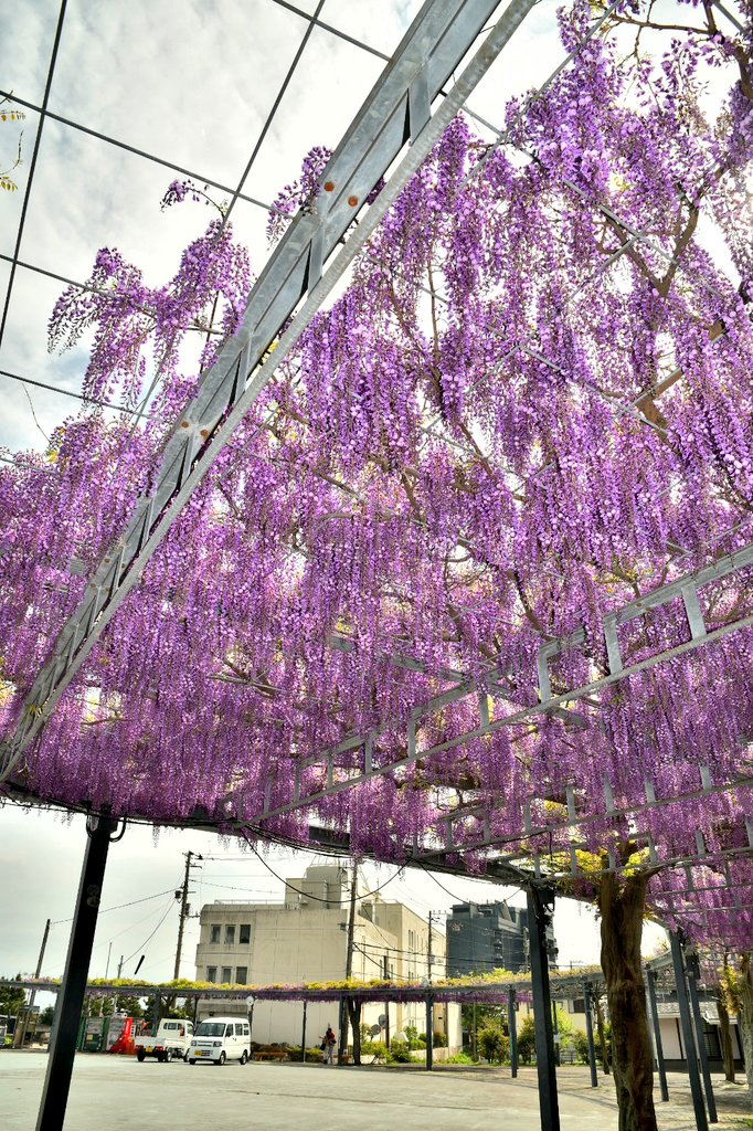 おはようございます。今朝の伊東は曇り空ですが、山側では少し晴れ間も見えます。午後にかけて徐々に天気は崩れ、夕方には雨も降る予報です

渚町の松川藤の広場では、紫色の藤の花穂が伸びてきました。
#伊東 #伊東市 #企業公式が毎朝地元の天気を言い合う
