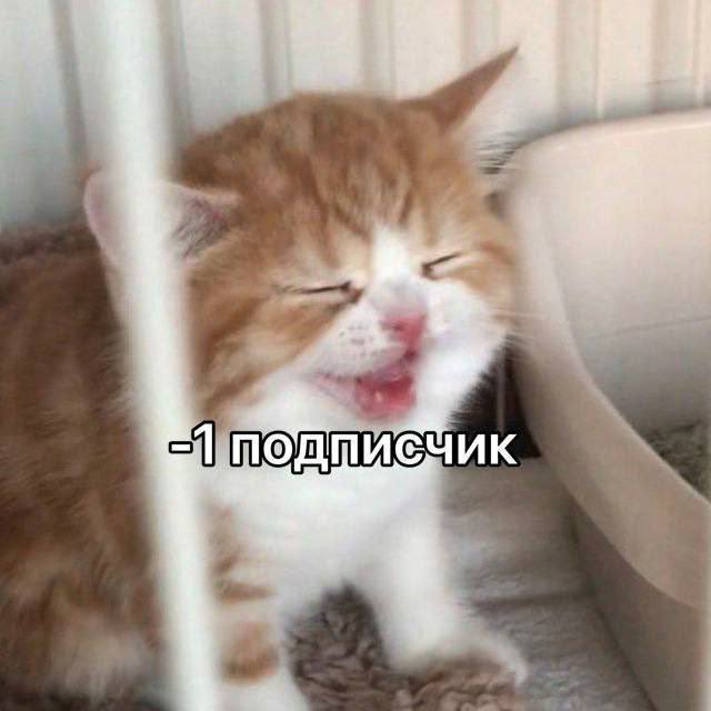 Dankest Memes (@dankestmemesrus) on Twitter photo 