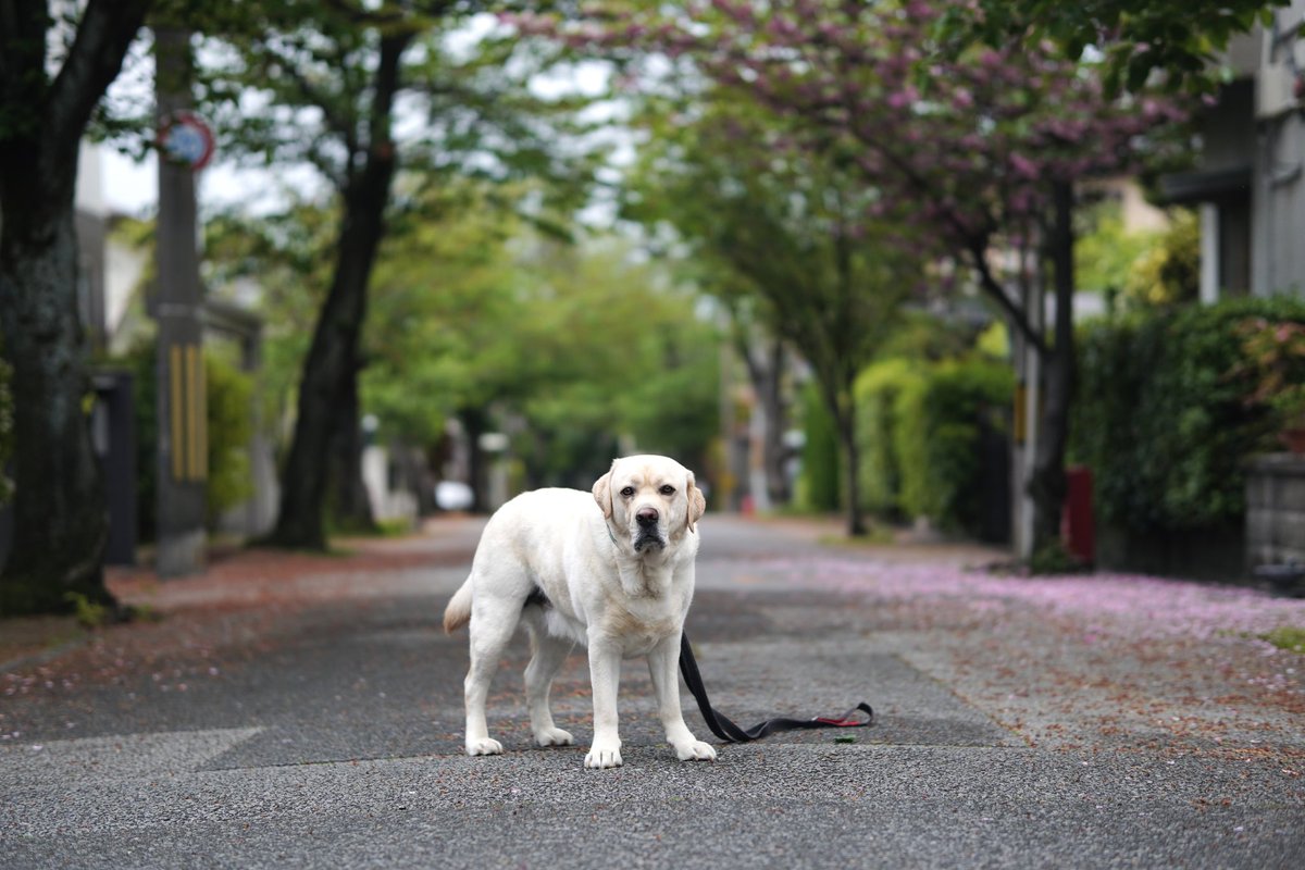 きょうは京都の実家から公園までのあさんぽ。

#ラブラドールレトリバー
#犬のいる暮らし
#大型犬
#ツツジ
#キモッコウバラ
#labradorretriever
#sonyzve10
#sigma56mmf14