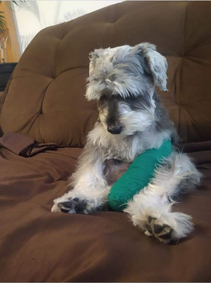 En_jupiter_'s tweet photo. Te quiero mucho perrito que esta triste por que le pusieron yeso. https://t.co/17mPViFLMA