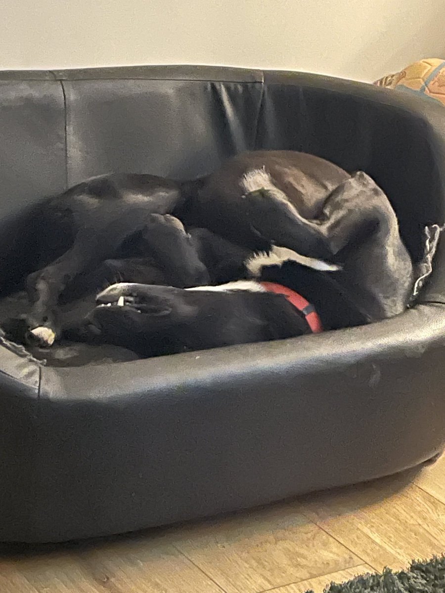 minnyshell's tweet image. It’s goodnight from Heck. #BendyDog #YogaDog