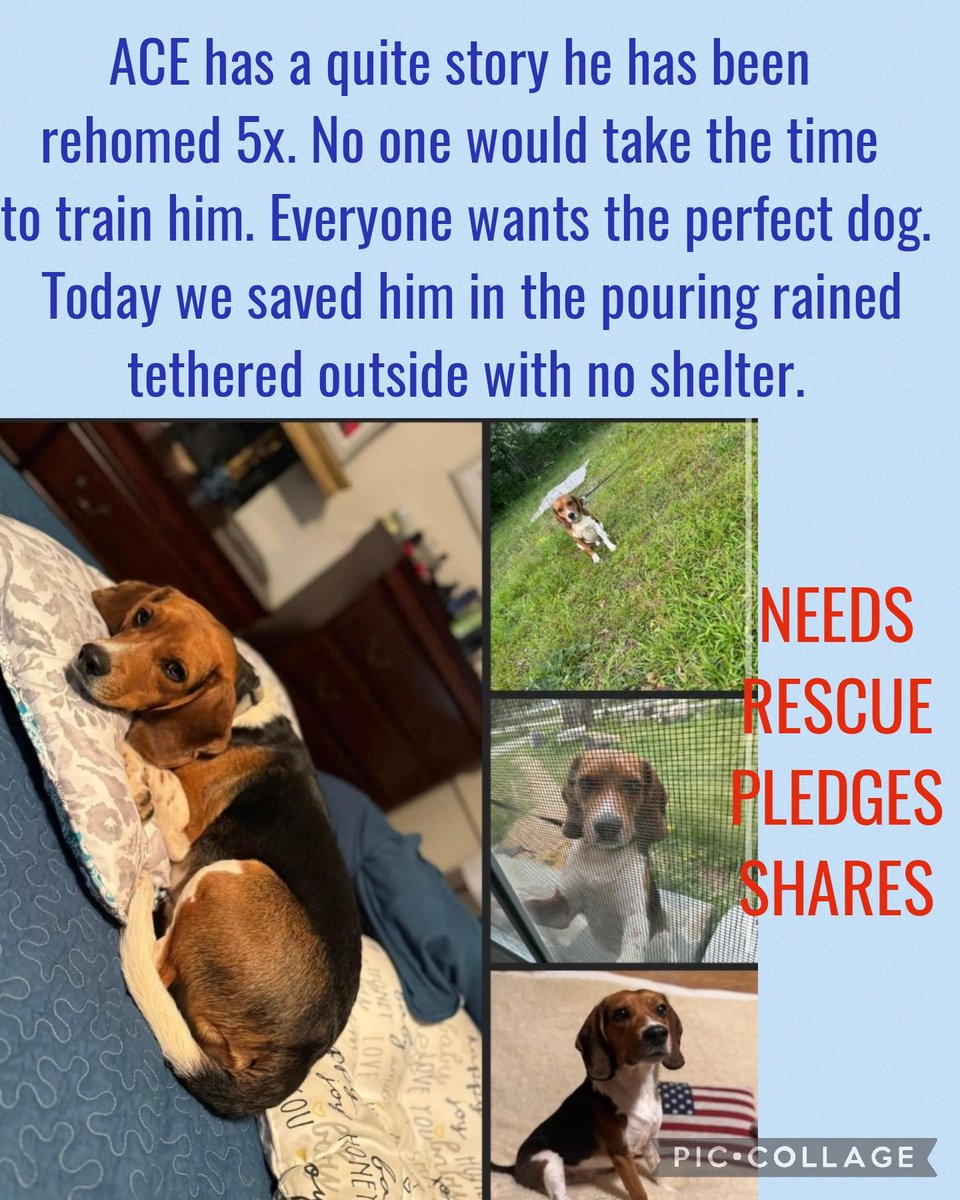 NEEDS RESCUE, PLEDGES, SHARES 

ACE has a quite story he has been rehomed 5x. No one would take the time to train him. Today we saved him in the pouring rained telied outside with no shelter

Beagle mix
2yr
Neutered 

Phenix City, AL 
#rescue #adopt #dogs #deathrowdogs #deathrow