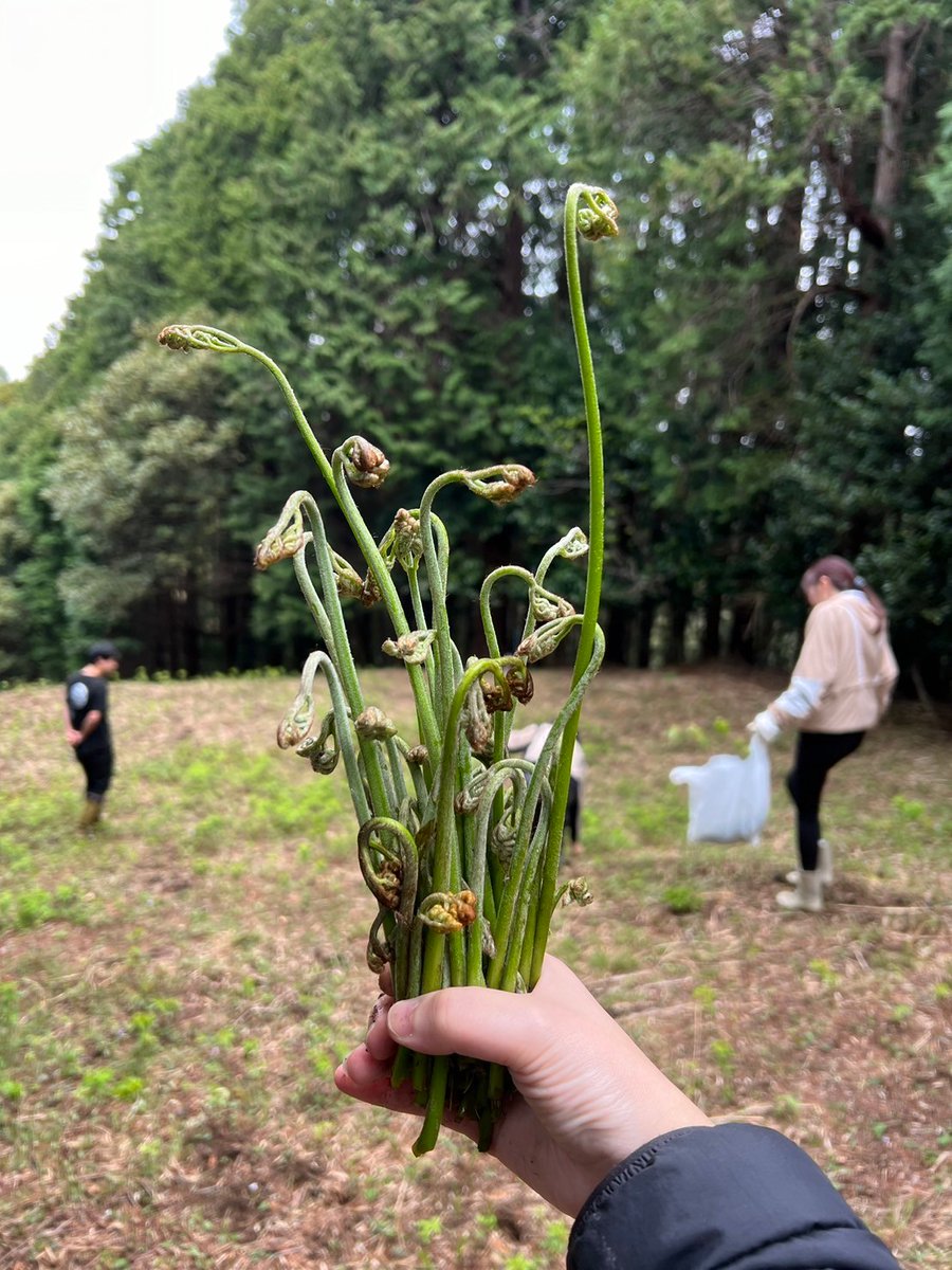 satonote_radio's tweet photo. タケノコ堀のあとは、山菜採り～
草刈りしてある場所には、ワラビがいっぱい！！
ポキポキ折って収穫します！

#サトノート #里山ゼロベース #satonote #ドクトル西野 #高橋万里恵 https://t.co/Tdkvip3s6z