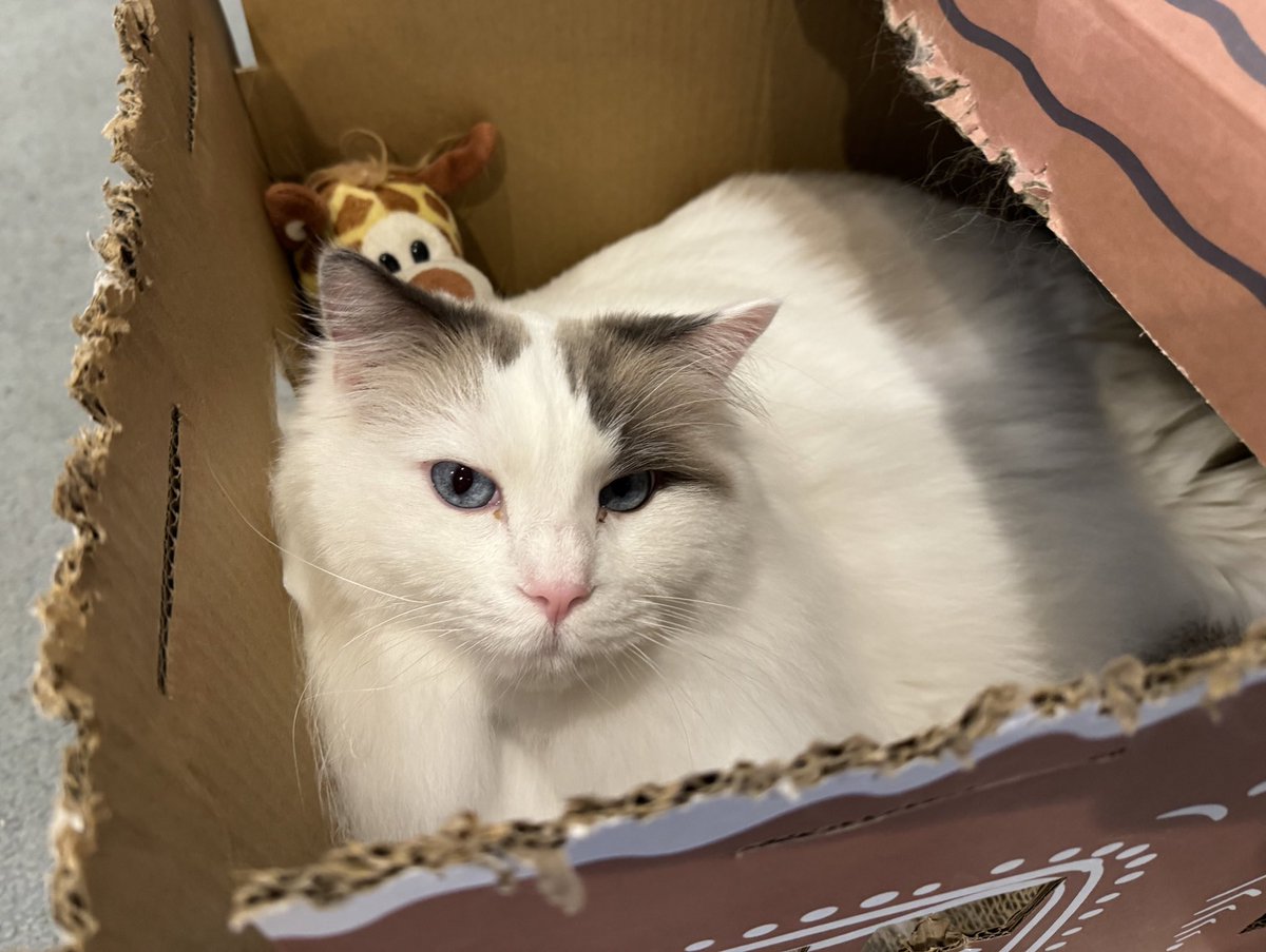 Magnus in his gingerbread house with his giraffe #CatsOfTwitter #ragdollcat #Caturday