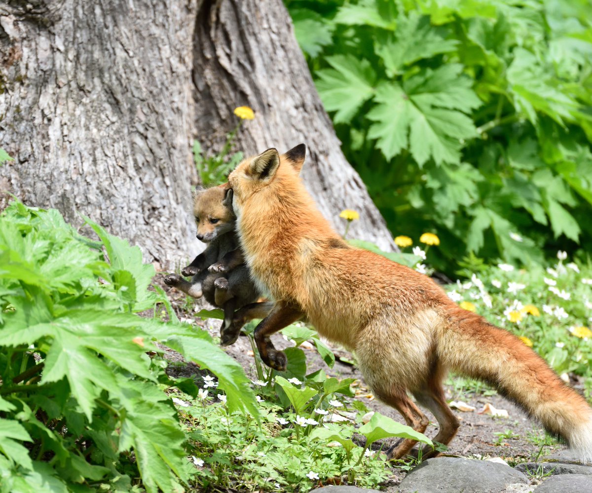 楽ちんだな～♪BY子ぎつね
キタキツネの引っ越し～😊
#キタキツネ
#FOX