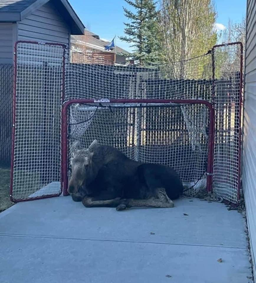 Canadian Goalkeepers are the best.