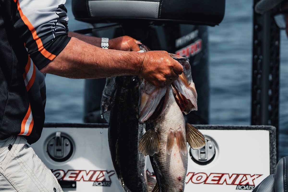 HumminbirdFish's tweet photo. Humminbird pro Brad Whatley dropped a MEGA Bag  (31lbs 4oz) on the scales today at the St. John’s River @bassmaster Elite event! 👀 

#Humminbird #HumminbirdPro #Bassmaster #BassFishing @MinnKotaMotors https://t.co/AFdRLeYc2p