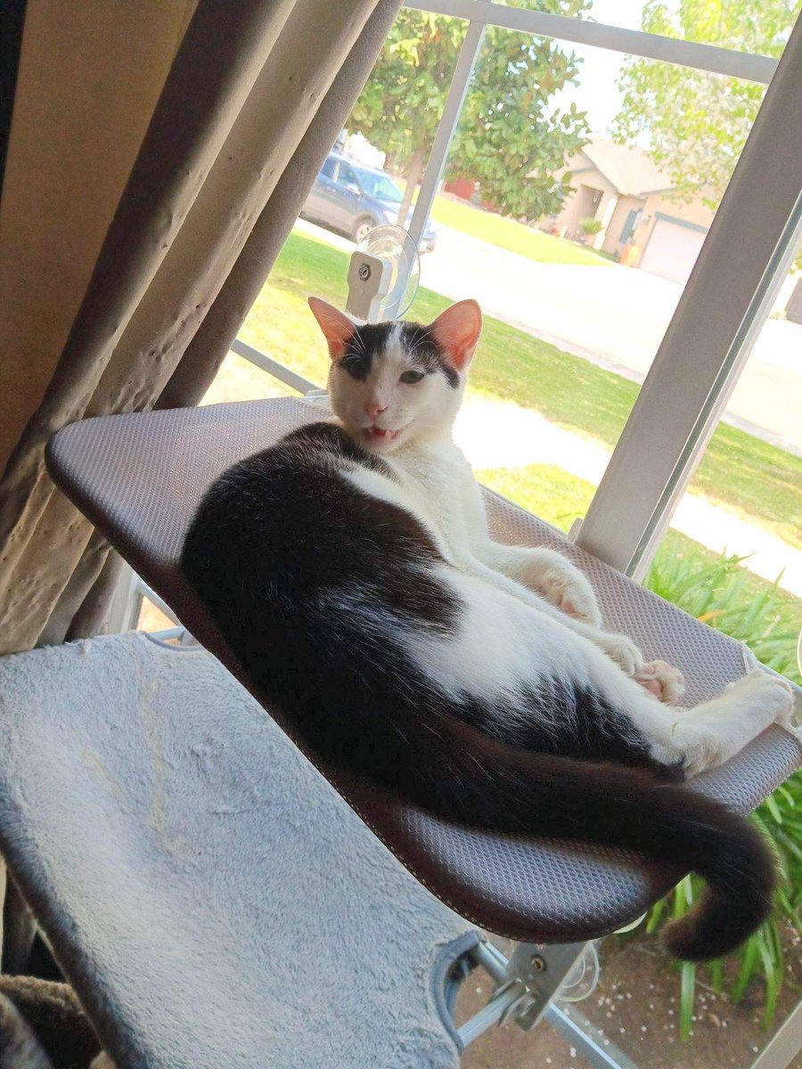 #Fresno, CA: FROSTY (CP) is a very friendly guy! He's super playful, and loves pets and attention. Frosty is good with other cats and would be fine with older children. Frosty was born in approx Sept 2023... adoptrescuecatsinca.com #RehomeHour #US #CentralValley #adopt #cats