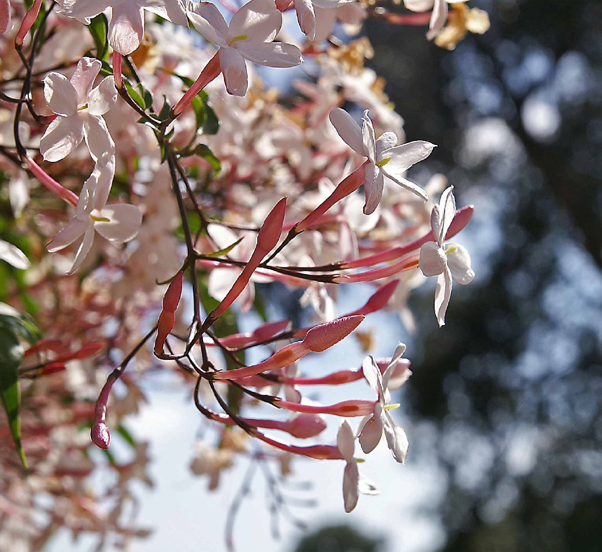 Good morning, @musubidou1! 🔆
An intensely perfumed #Sunday, I wish you! 🫶

#NatureBeauty #photograghy #nature
#Jasminumpolyanthum #PinkJasmine