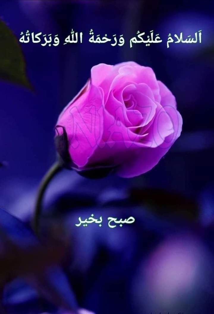 " زندگی کا کڑوا سچ ایک یہ بھی ہے کہ ؛ اچھے اور سچے دِل کے لوگ کِسی کے دِل میں بھی جگہ نہیں بنا پاتے ، جب کہ ؛ چالاک ، ہوشیار ، مکار اور چاپلوس لوگ سب کے پیارے ہوتے ہیں! ۔ " 🖤🙂
السلام عليكم 🌺🌺🌺