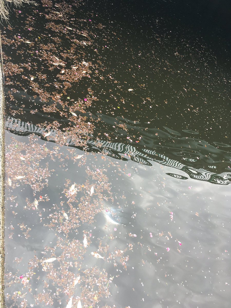 目黒川で魚大量死してるんだけどなんか変なの流出してる？？
魚の種類も全然分からん…

#目黒川 
#魚